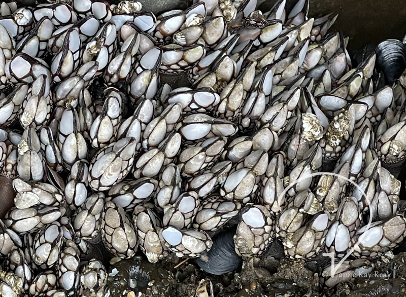 Gaggle of Gooseneck Barnacles